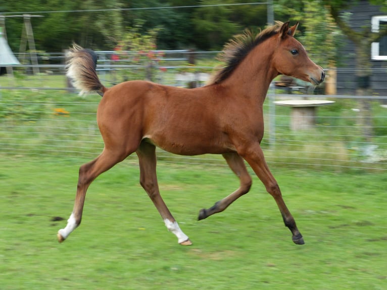 Arabian horses Stallion 1 year Brown-Light in Punthorst