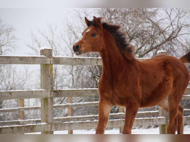 Arabian horses Stallion 1 year Brown in Nellingen