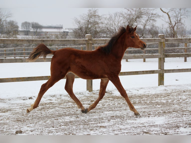 Arabian horses Stallion 1 year Brown in Nellingen