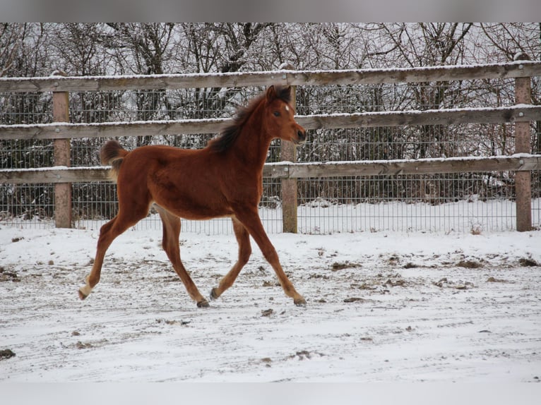 Arabian horses Stallion 1 year Brown in Nellingen