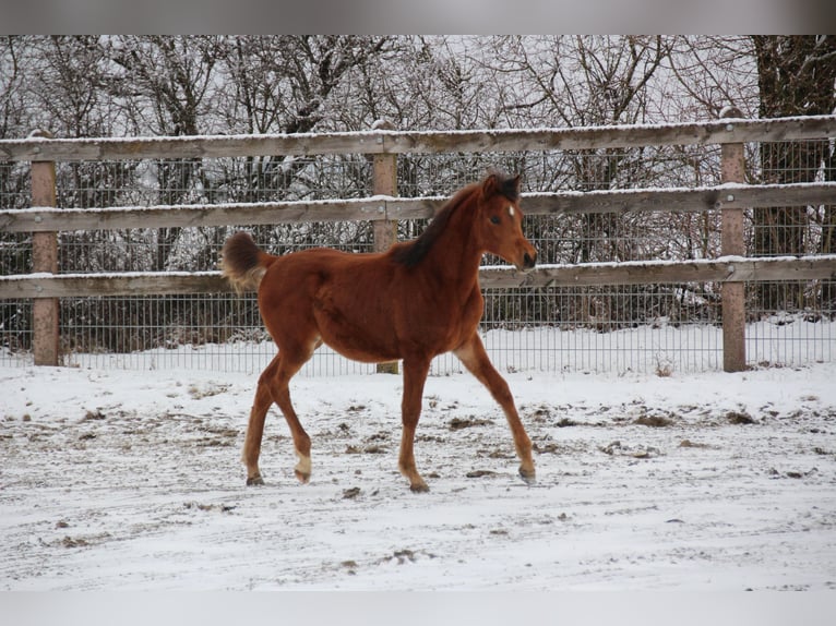 Arabian horses Stallion 1 year Brown in Nellingen