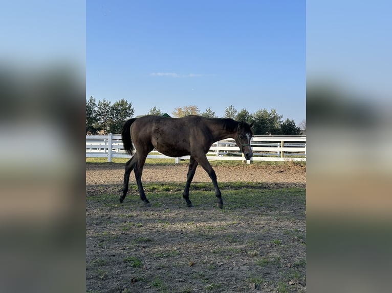 Arabian horses Stallion 1 year Brown in Warszawa