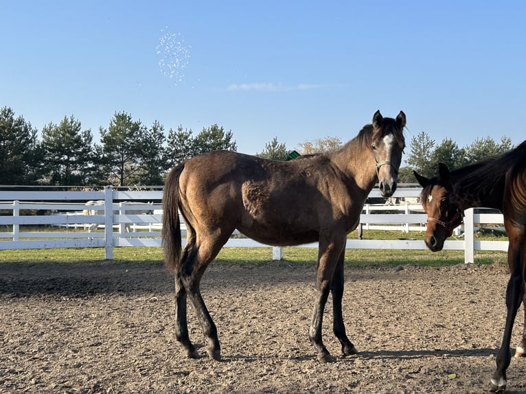 Arabian horses Stallion 1 year Brown in Warszawa