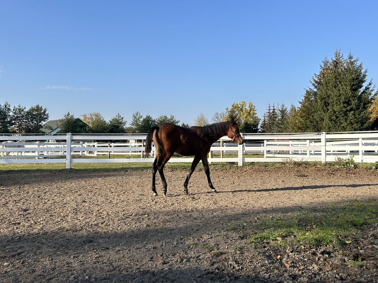 Arabian horses Stallion 1 year Brown in Warszawa