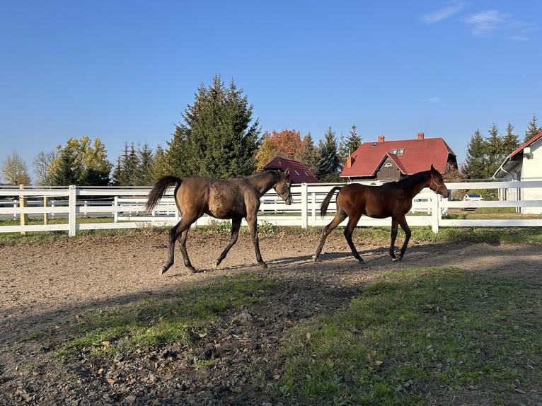 Arabian horses Stallion 1 year Brown in Warszawa