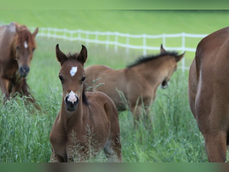 Arabian horses Stallion 1 year Brown in Riedlingsdorf