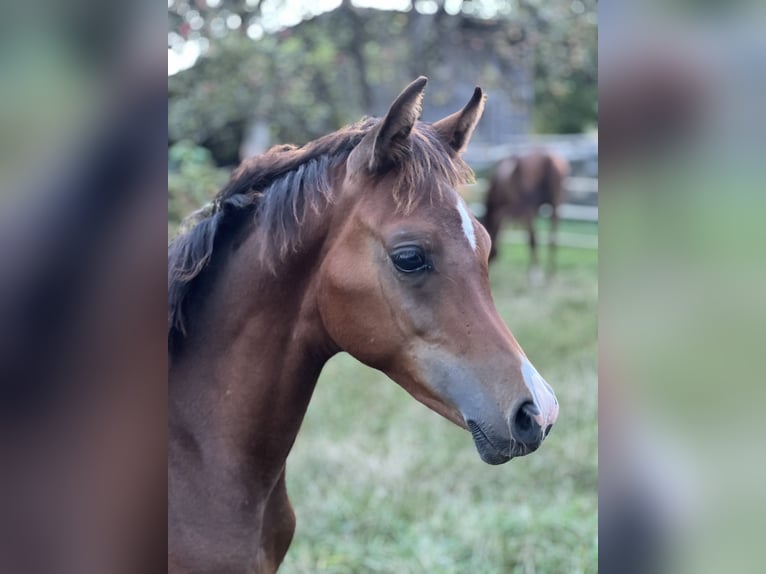 Arabian horses Stallion 1 year Brown in Riedlingsdorf