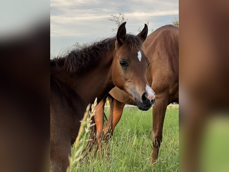 Arabian horses Stallion 1 year Brown in Riedlingsdorf