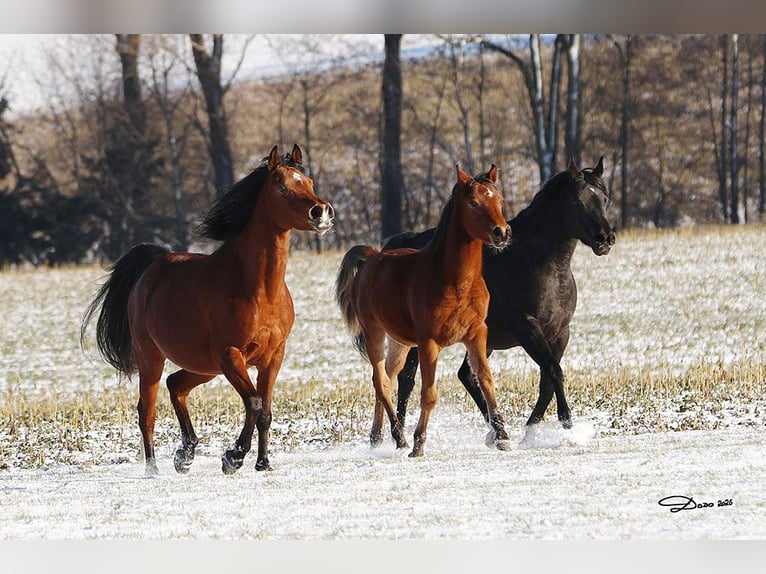 Arabian horses Stallion 1 year Brown in Ried im Traunkreis