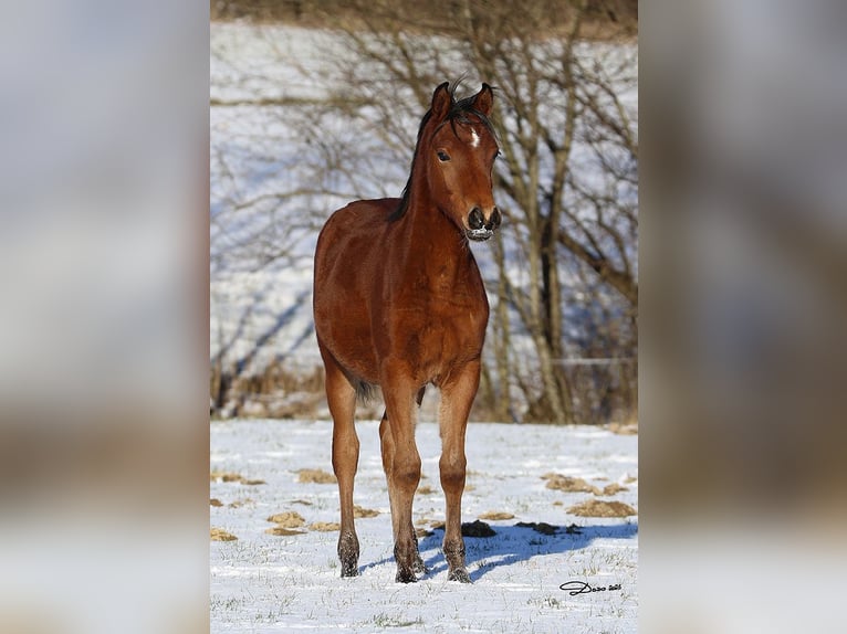 Arabian horses Stallion 1 year Brown in Ried im Traunkreis