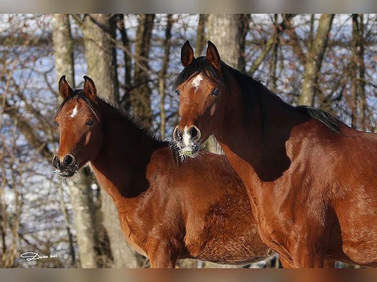 Arabian horses Stallion 1 year Brown in Ried im Traunkreis
