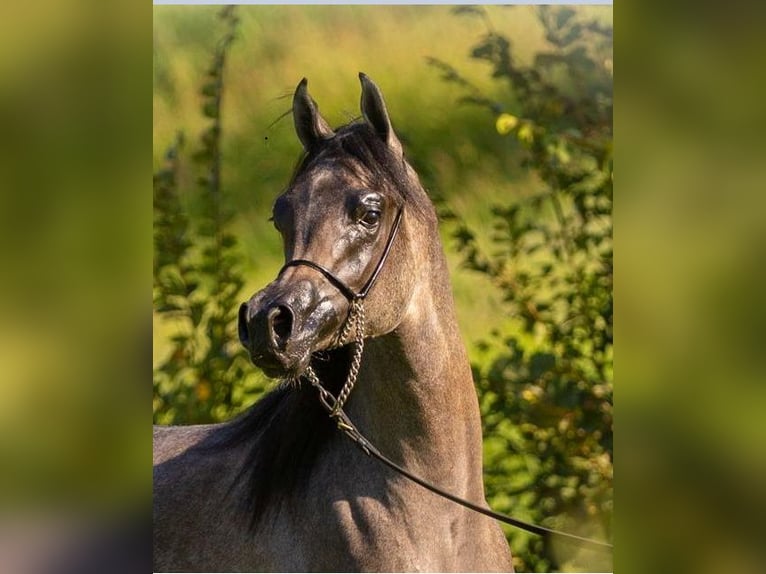 Arabian horses Stallion 1 year Can be white in Borgo d' Anaunia