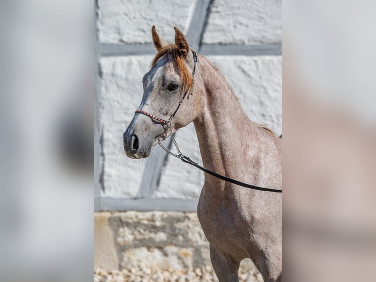 Arabian horses Stallion 1 year Can be white in Gomadingen