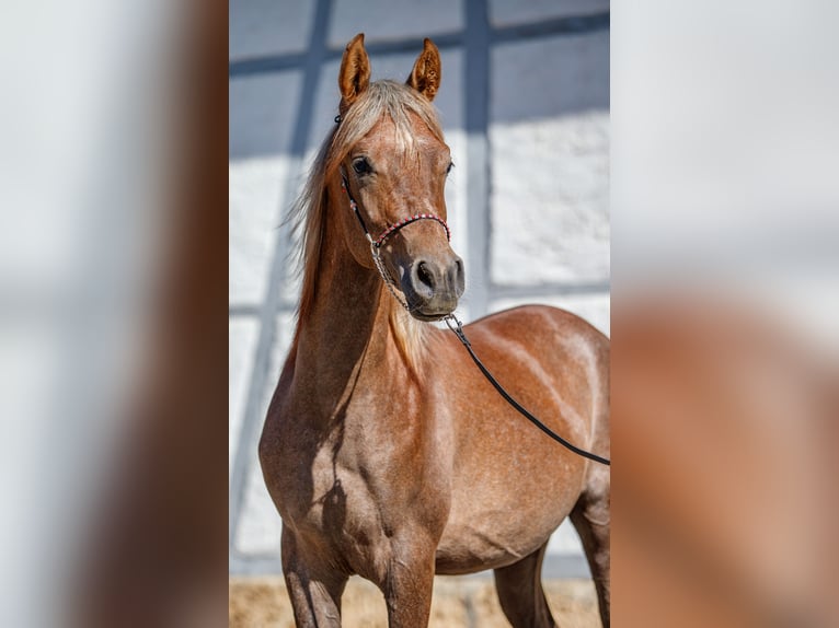 Arabian horses Stallion 1 year Can be white in Gomadingen Arabian horses Stallion 1 year Can be white in Gomadingen