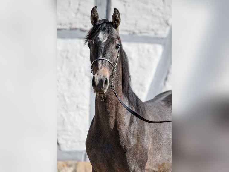 Arabian horses Stallion 1 year Can be white in Gomadingen Arabian horses Stallion 1 year Can be white in Gomadingen