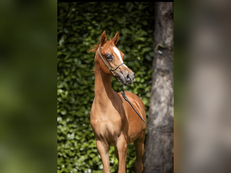 Arabian horses Stallion 1 year Chestnut in Pilisvörösvár