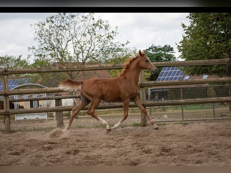 Arabian horses Stallion 1 year Chestnut in Pilisvörösvár