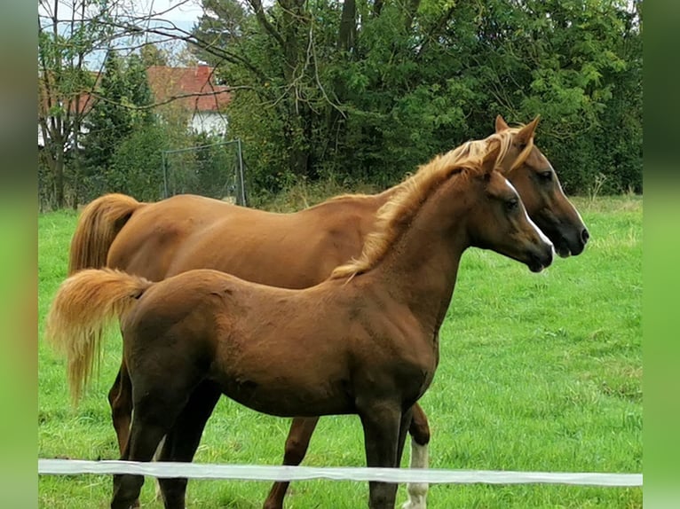 Arabian horses Stallion 1 year Chestnut in Kassel