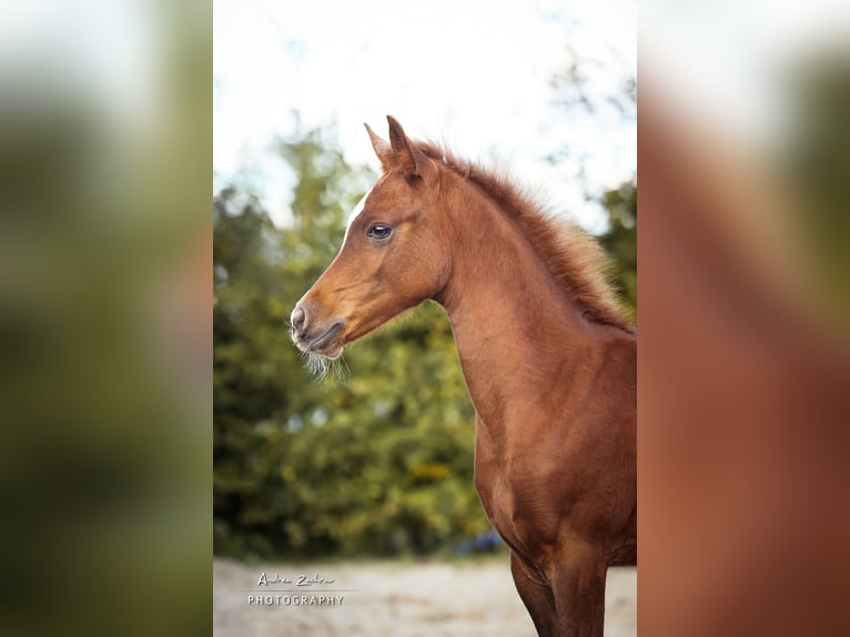 Arabian horses Stallion 1 year Chestnut in Scheeßel