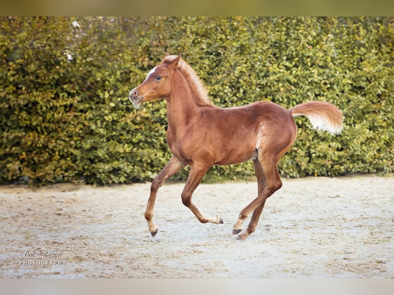 Arabian horses Stallion 1 year Chestnut in Scheeßel