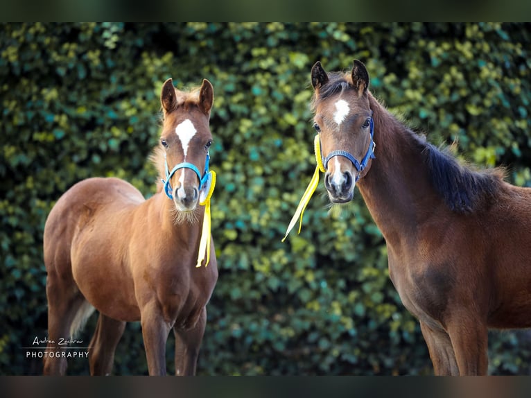 Arabian horses Stallion 1 year Chestnut in Scheeßel