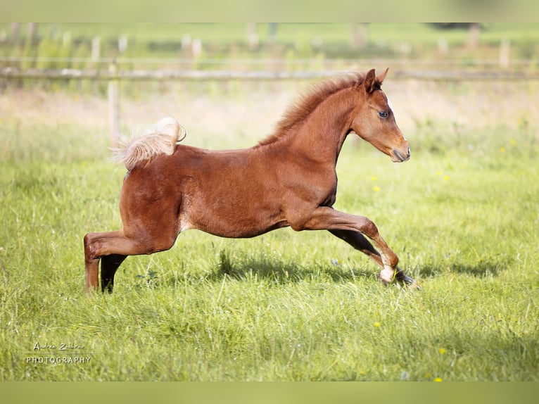 Arabian horses Stallion 1 year Chestnut in Scheeßel