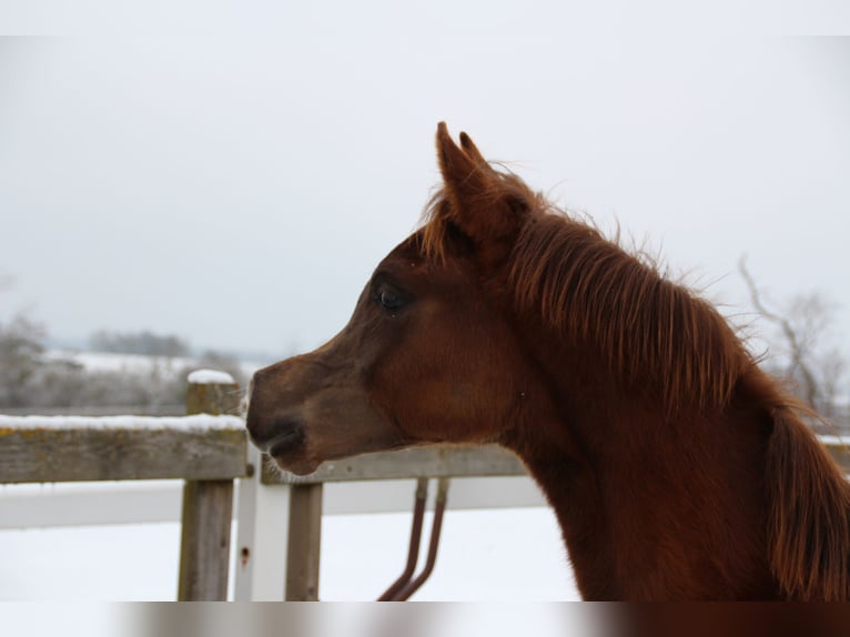 Arabian horses Stallion 1 year Chestnut in Nellingen