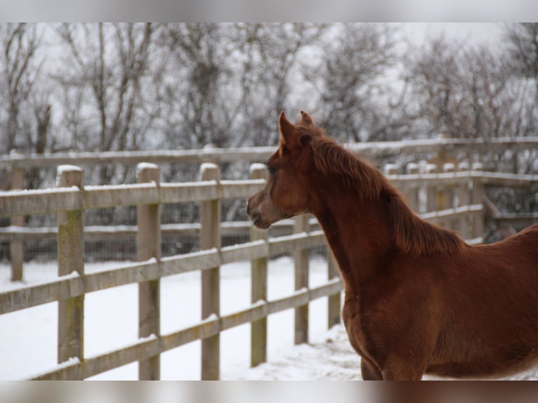 Arabian horses Stallion 1 year Chestnut in Nellingen