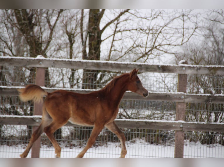 Arabian horses Stallion 1 year Chestnut in Nellingen