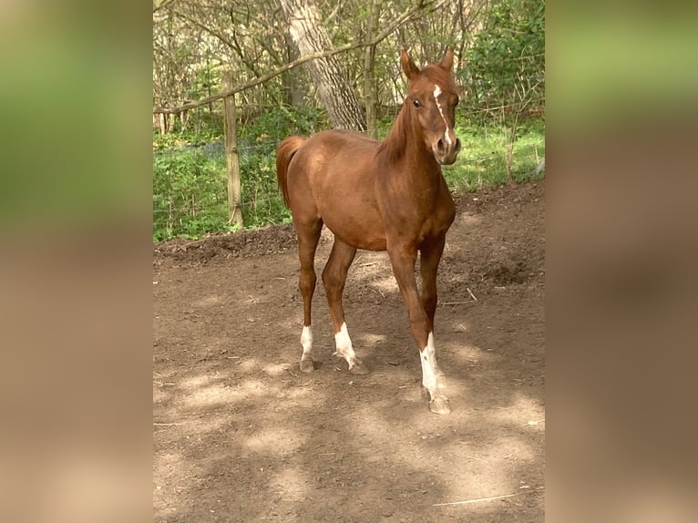 Arabian horses Stallion 1 year Chestnut-Red in Theras