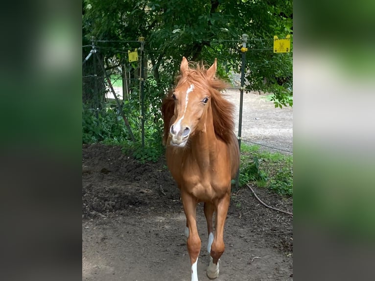 Arabian horses Stallion 1 year Chestnut-Red in Theras