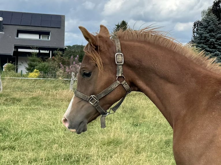 Arabian horses Stallion 1 year Chestnut-Red in Gouvy