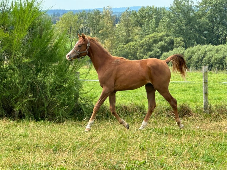 Arabian horses Stallion 1 year Chestnut-Red in Gouvy