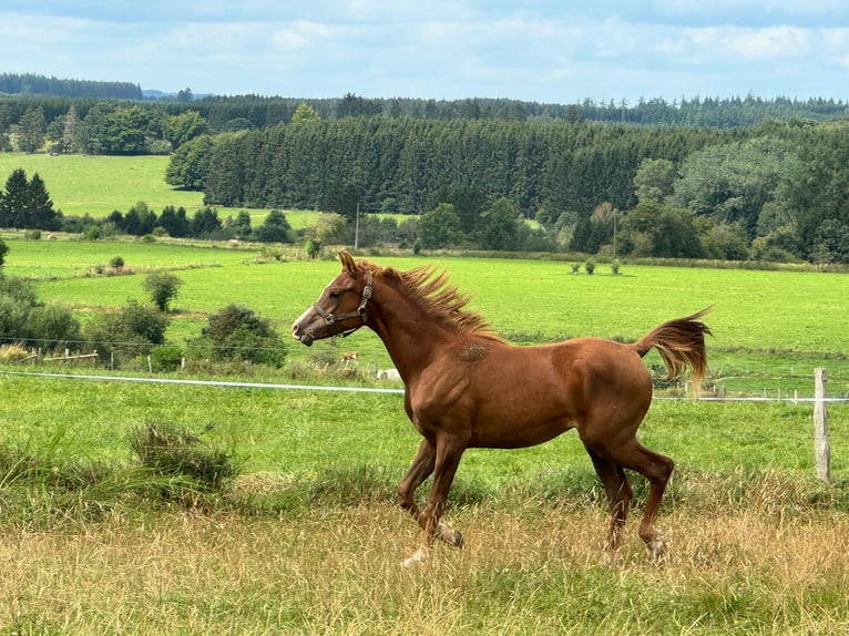 Arabian horses Stallion 1 year Chestnut-Red in Gouvy