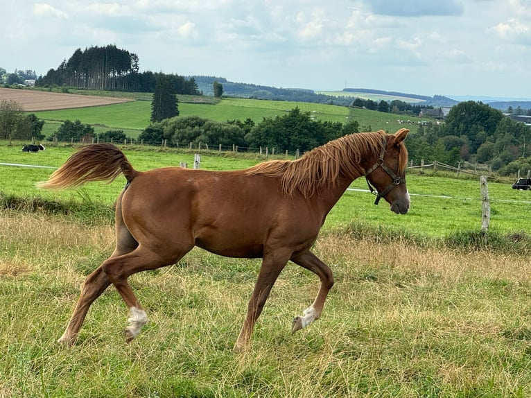 Arabian horses Stallion 1 year Chestnut-Red in Gouvy