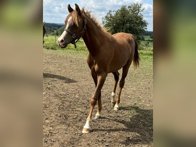 Arabian horses Stallion 1 year Chestnut-Red in Gouvy