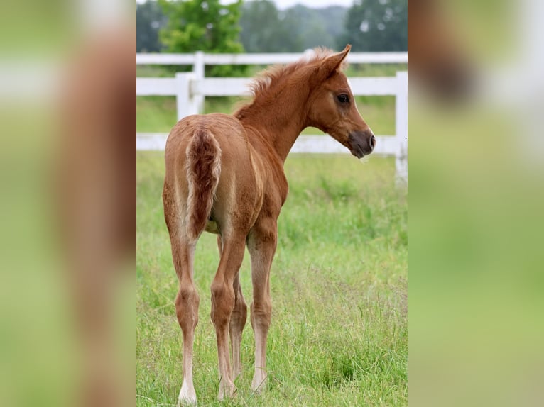 Arabian horses Stallion 1 year Chestnut-Red in Bad Oldesloe