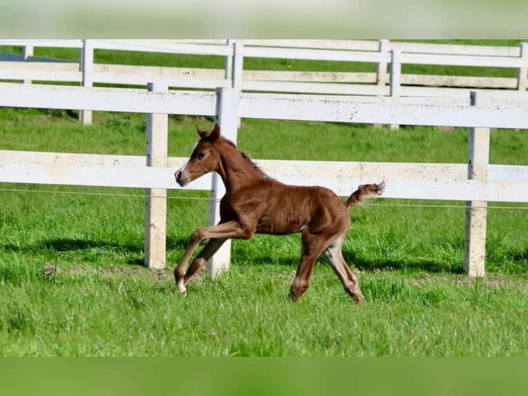 Arabian horses Stallion 1 year Chestnut-Red in Bad Oldesloe