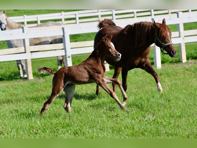 Arabian horses Stallion 1 year Chestnut-Red in Bad Oldesloe