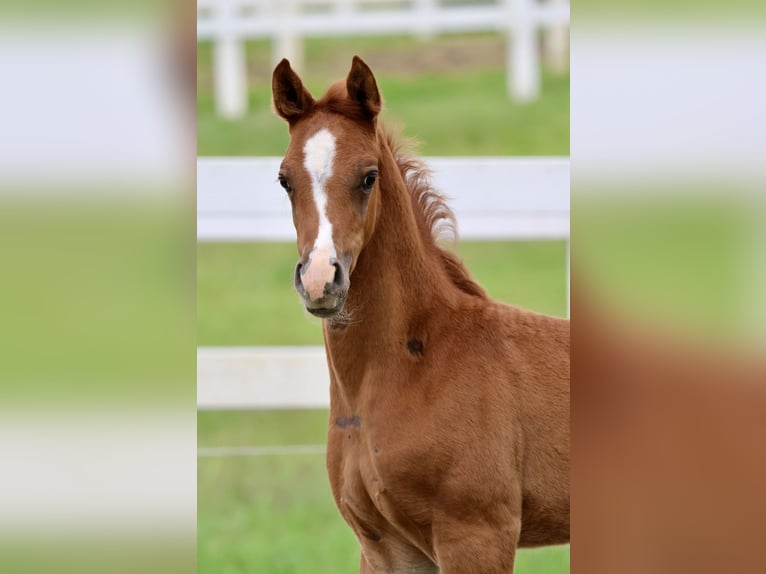 Arabian horses Stallion 1 year Chestnut-Red in Bad Oldesloe