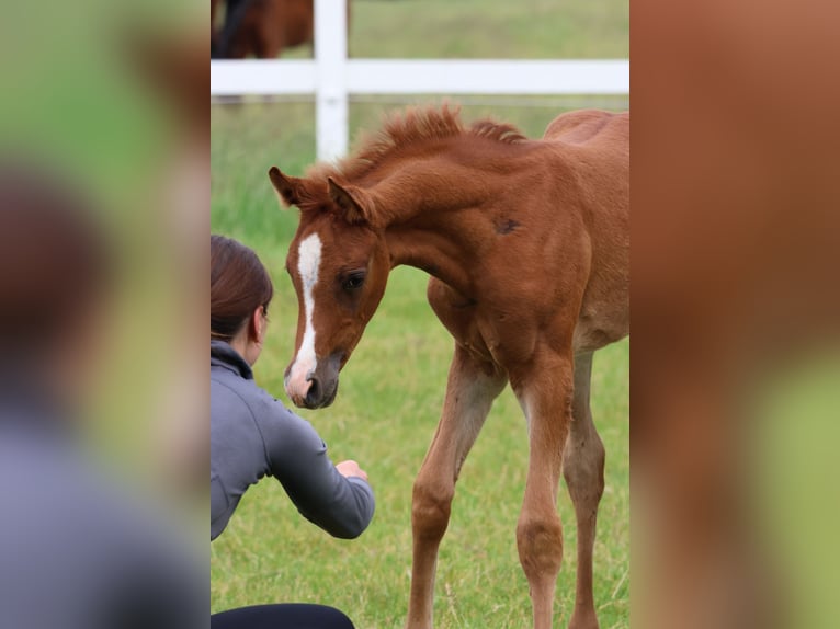 Arabian horses Stallion 1 year Chestnut-Red in Bad Oldesloe