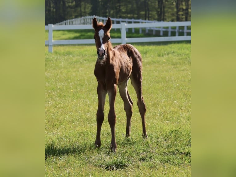 Arabian horses Stallion 1 year Chestnut-Red in Bad Oldesloe