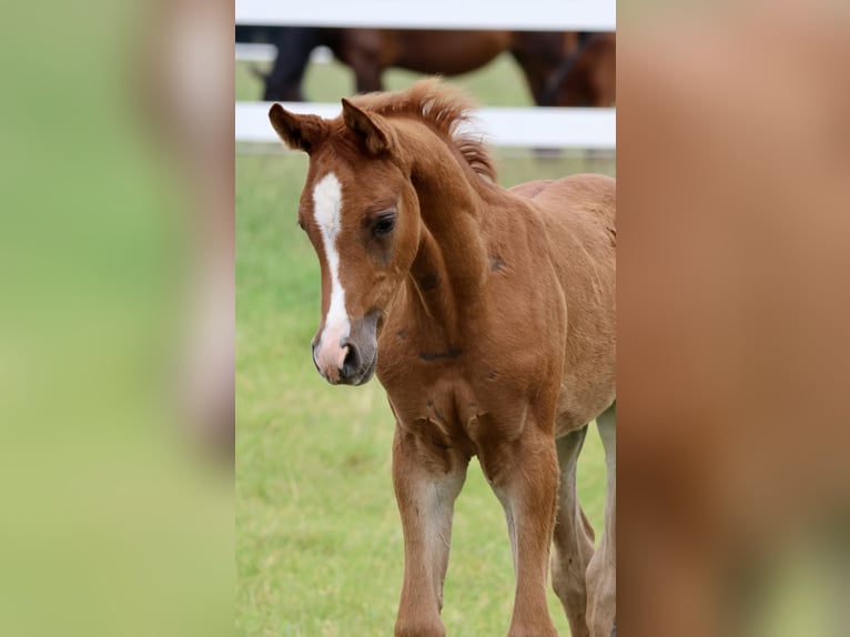 Arabian horses Stallion 1 year Chestnut-Red in Bad Oldesloe