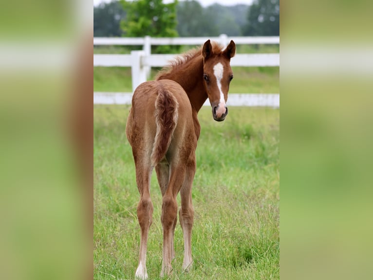 Arabian horses Stallion 1 year Chestnut-Red in Bad Oldesloe