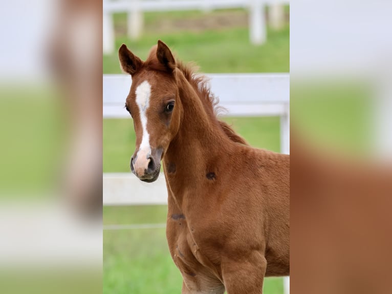 Arabian horses Stallion 1 year Chestnut-Red in Bad Oldesloe