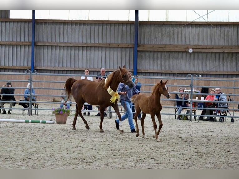 Arabian horses Stallion 1 year Chestnut-Red in Bad Oldesloe