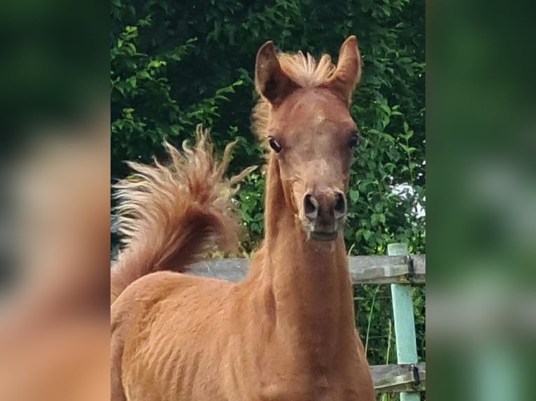 Arabian horses Stallion 1 year Chestnut-Red in Gmunden