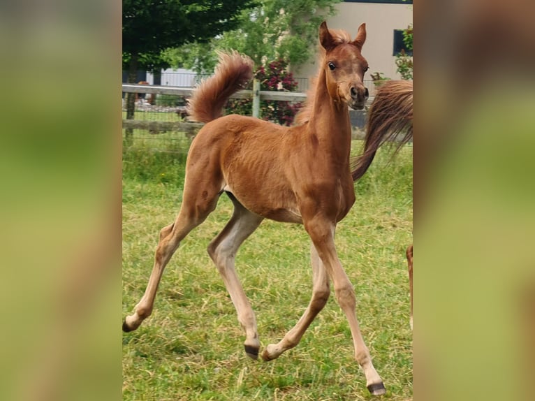 Arabian horses Stallion 1 year Chestnut-Red in Gmunden