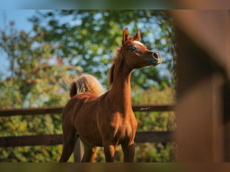 Arabian horses Stallion 1 year Chestnut-Red in Jaros&#x142;aw