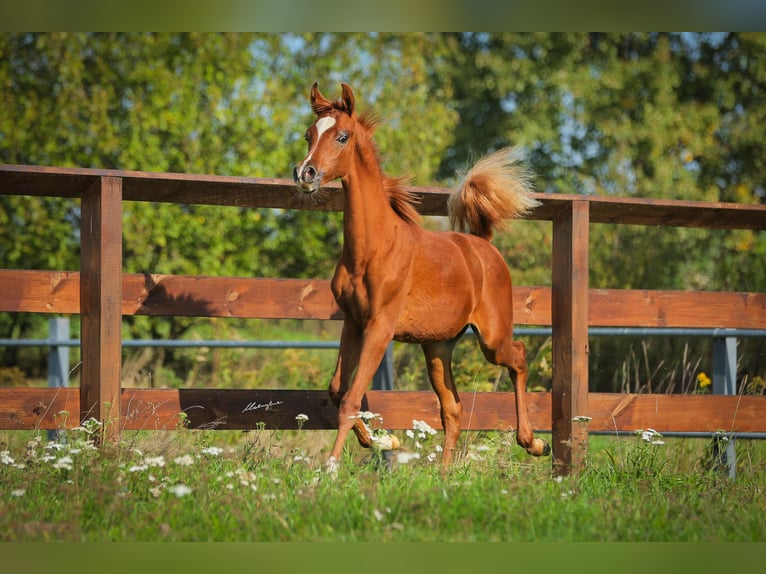Arabian horses Stallion 1 year Chestnut-Red in Jaros&#x142;aw